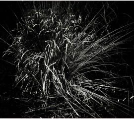 Grasses, Gilling Garden 2017, Gelatin silver print